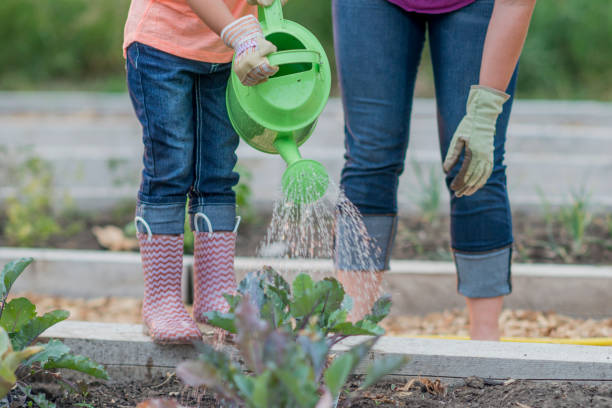 istock Watering the Vegetable Garden 642515926