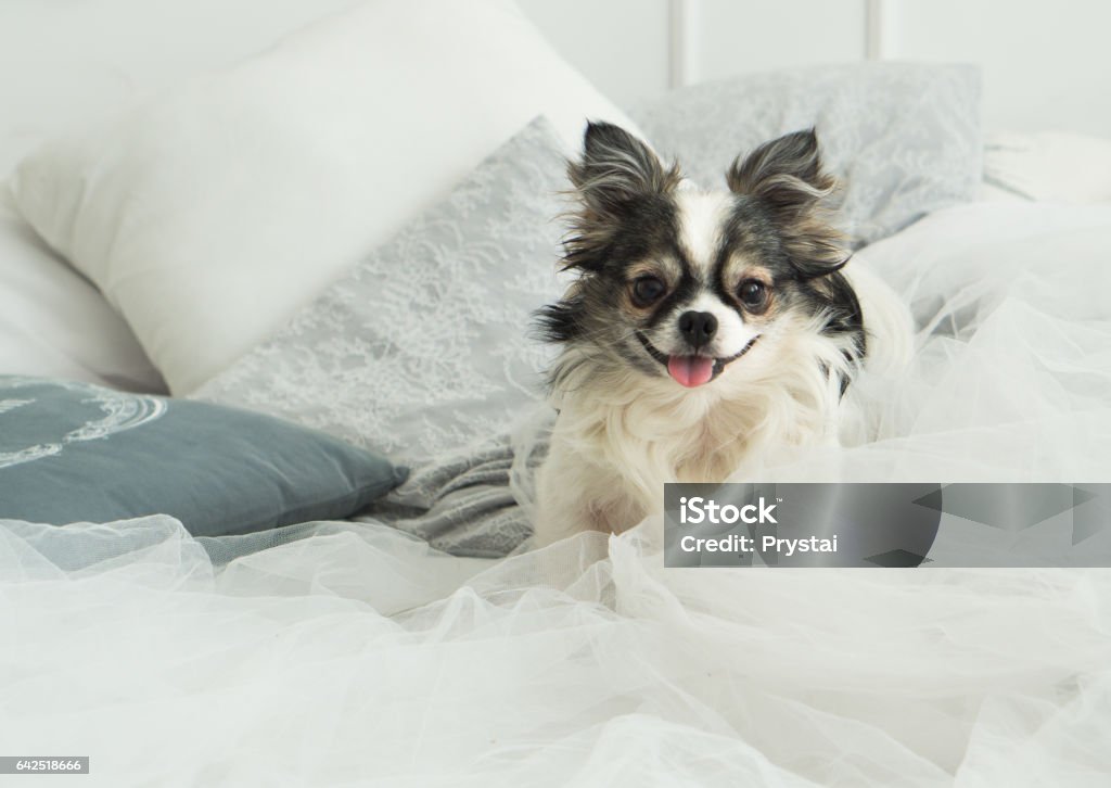 Longhair Chihuahua Dog on Light Textile Decorative Coat Longhair Chihuahua Dog on Light Textile Decorative Coat and Pillows for a Modern Bed in House or Hotel. Horizontal, close up, selective focus, copy space. Dog Stock Photo