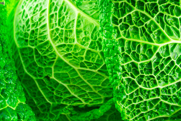 istock Raw organic savoy cabbage with water drops. 642524116