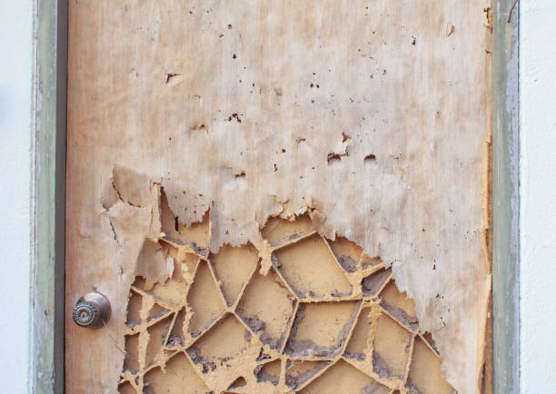 istock the termites eat a door 642524604