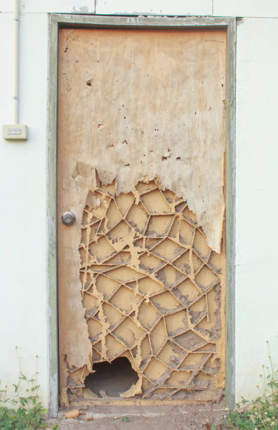The wood door with termites damage
