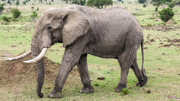 istock elephants in Masai Mara National Park. 642527592