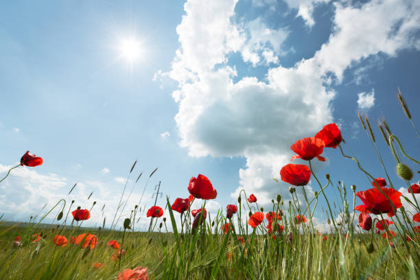 istock Red wild poppies growing on a green field 642528422