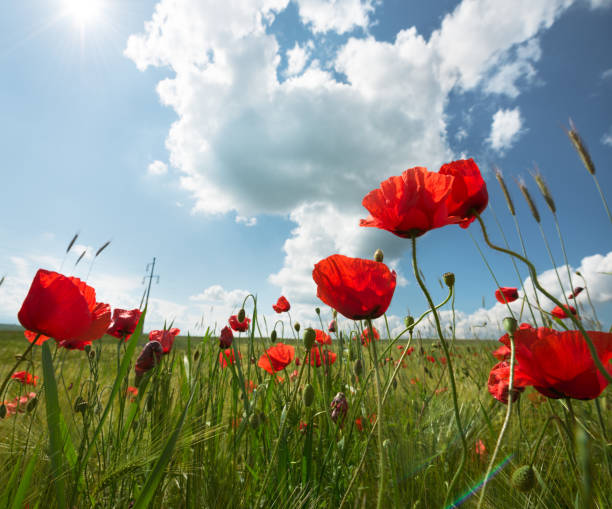 istock Wild red poppies growing on a green field 642528500