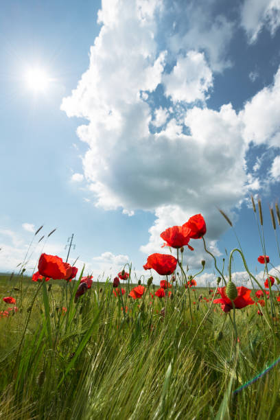 istock Red poppies growing on a green field 642528556