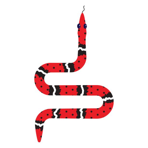 illustrazioni stock, clip art, cartoni animati e icone di tendenza di micrurus serpente rosso cartone animato illustrazione vettoriale su bianco - snake cobra egyptian cobra poisonous organism