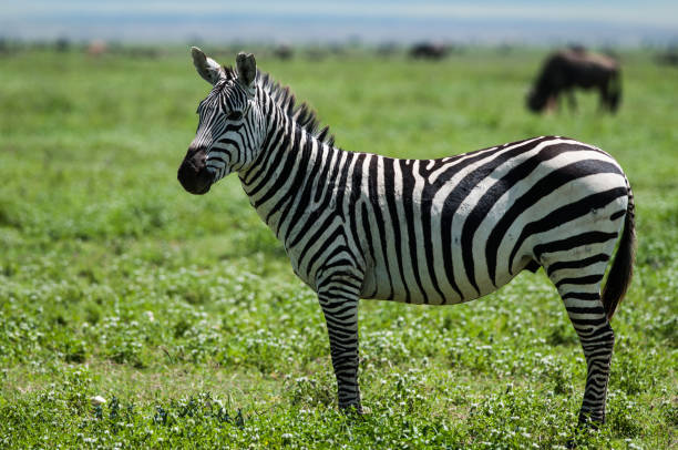 istock zebras in Tanzania, Africa 642532844