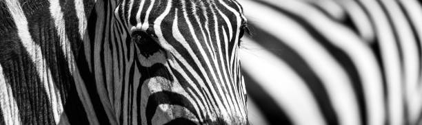 istock zebras in Tanzania, Africa 642532850