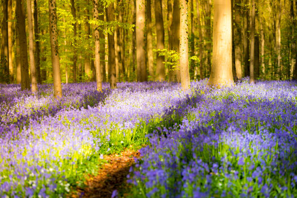 istock Hallerbos, Belgium. The enchanted forest 642534996