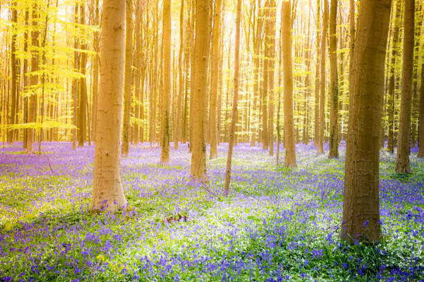 istock Hallerbos, Belgium. The enchanted forest 642535046