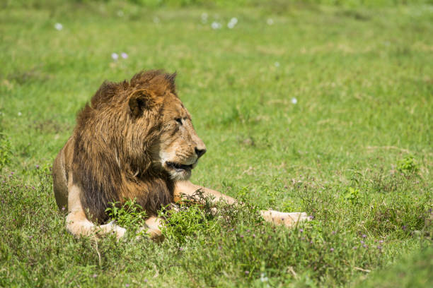 Ngorongoro in tanzania wild animals faune sauvage