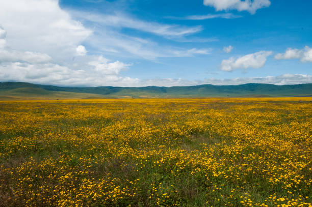 istock Tanzania reservation park, Africa 642537062