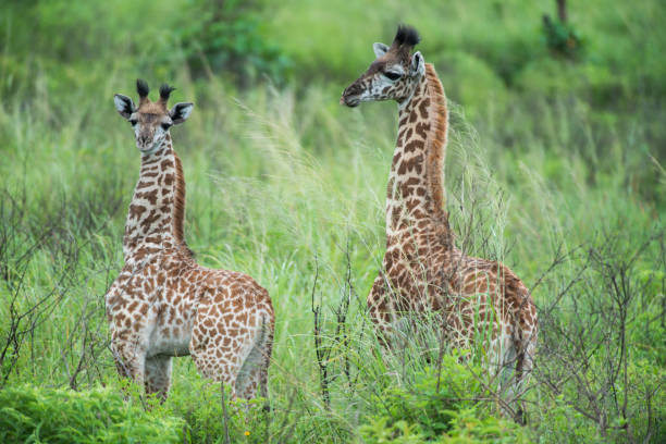 istock Giraffe in tanzania, Africa 642537082
