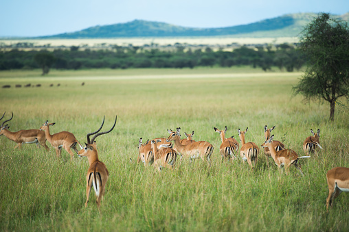 Antelopes in Tanzania, Africa