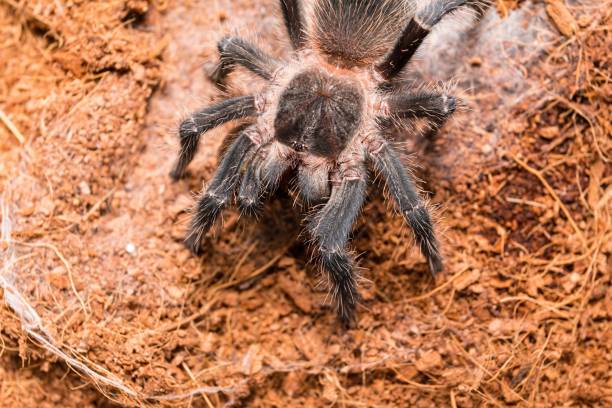 Dangerous tarantula spider in a special terrarium. Dangerous tarantula spider in a special terrarium. Macro shot. big hairy tarantula stock pictures, royalty-free photos & images
