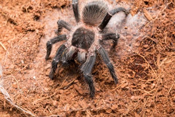 Dangerous tarantula spider in a special terrarium. Dangerous tarantula spider in a special terrarium. Macro shot. big hairy tarantula stock pictures, royalty-free photos & images