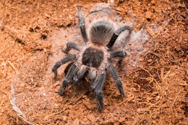 Dangerous tarantula spider in a special terrarium. Dangerous tarantula spider in a special terrarium. Macro shot. big hairy tarantula stock pictures, royalty-free photos & images