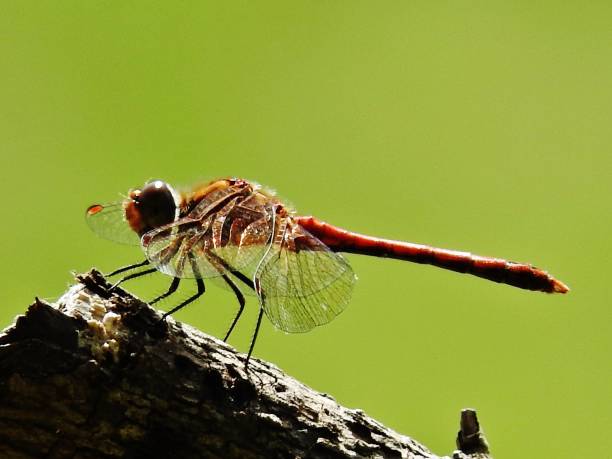 istock Dragonfly with lace wings 642546744