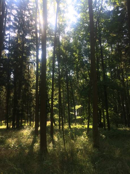 istock Summer in the woods 642550554