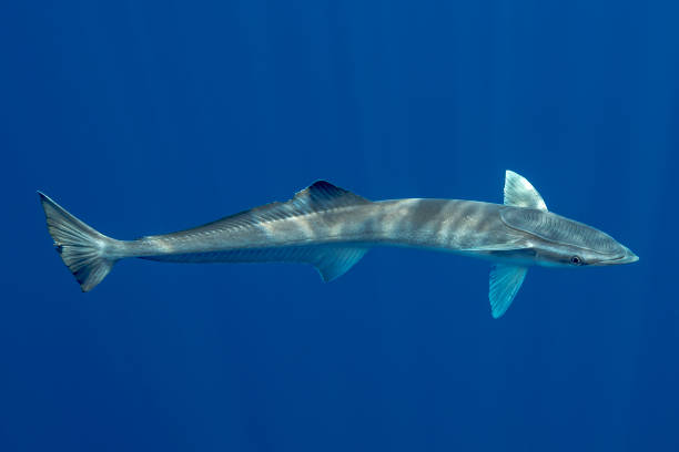 istock Remora Echeneidae, Sri Lanka, Indian Ocean 642553502
