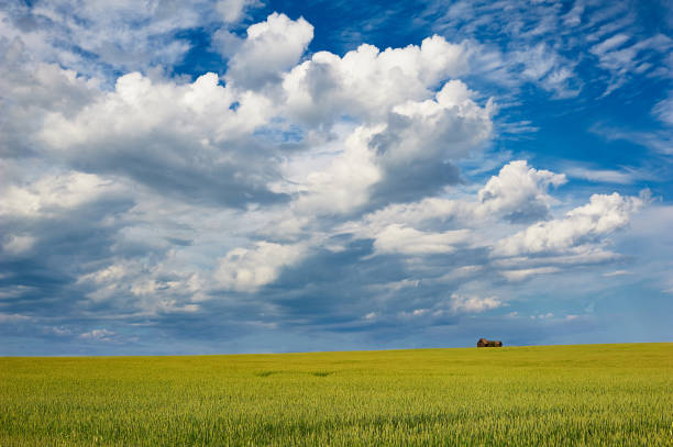 istock Cumulus clouds over wheat field and granaries 642553986