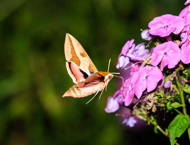istock insect hawk moth hovering over the Phlox and collects nectar 642559832