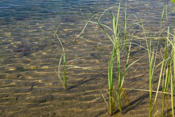 istock water with a sandy bottom and green grass 642560248