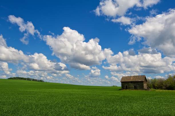istock New wheat crop and old house 642563220