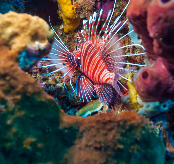 istock Closeup of Red Lion Fish, Komodo 642563446
