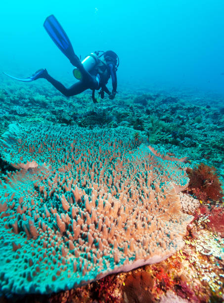 istock Silhouette of Scuba Diver near Sea Bottom 642563564