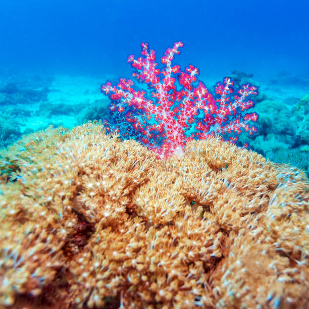 istock Colorful Tropical Reef Landscape 642563884