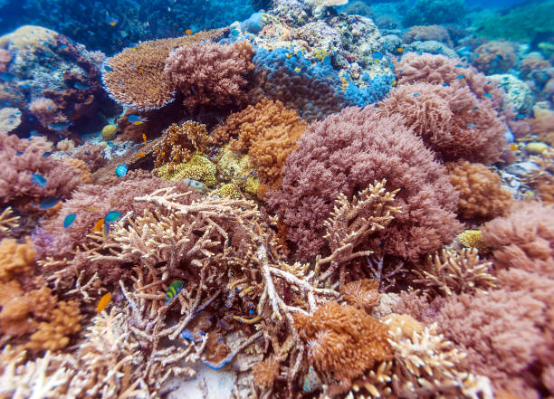 istock Colorful Tropical Reef Landscape 642563924
