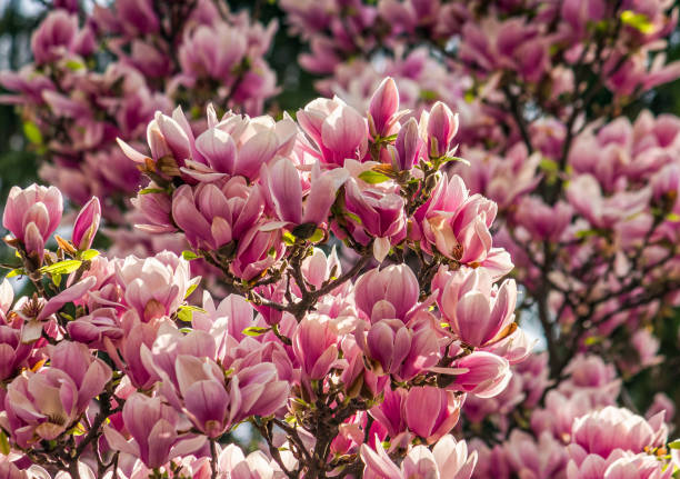 istock Magnolia flower blossom in spring 642566792