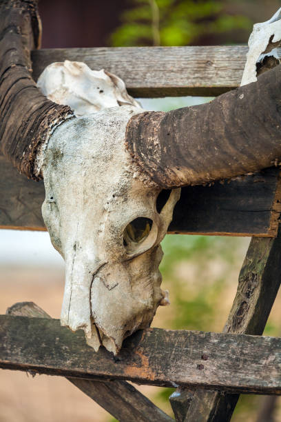 istock Animall Water Bull Scull with Horns, Komodo 642566940