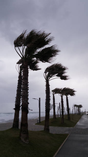 istock Strong wind blows from the sea and bends palms on the coast 642570556