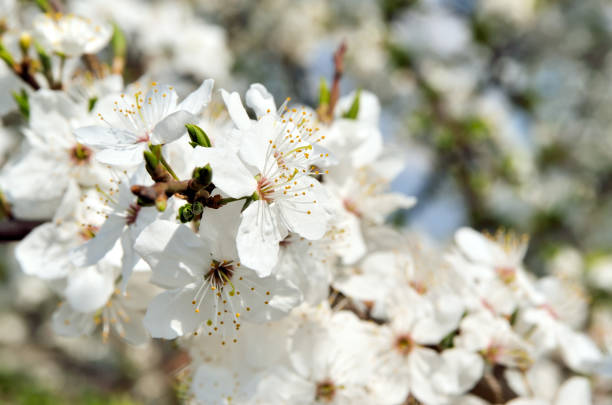 istock White flowers on the branches of trees in the spring 642578510
