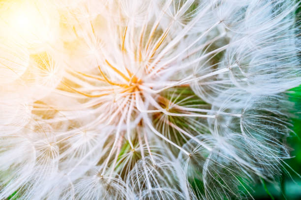 istock Tragopogon pseudomajor S. Nikit. Dandelion 642578788