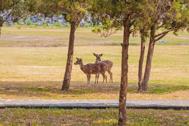 istock Cute Pair of Deers in the Park 642581174