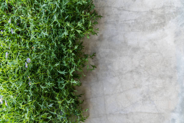 istock Green plant border,concrete texture background 642582406