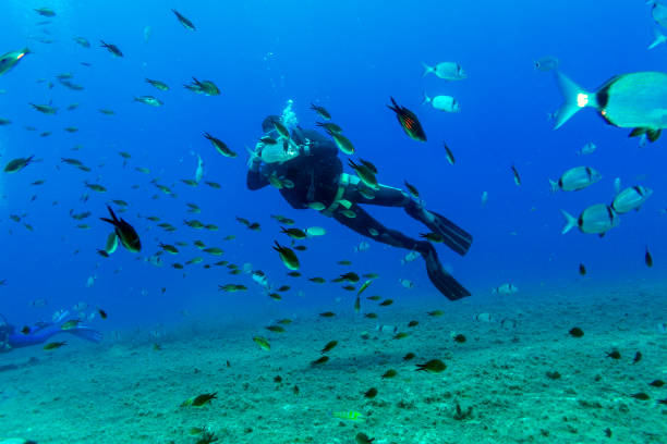 istock Silhouette of Scuba Diver near Sea Bottom 642582766