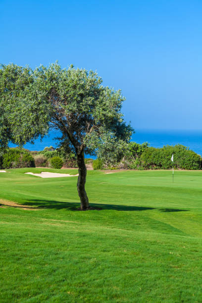 istock Fresh Green of Golf Field 642585554