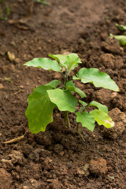 young eggplant seedlings on the vegetable bed