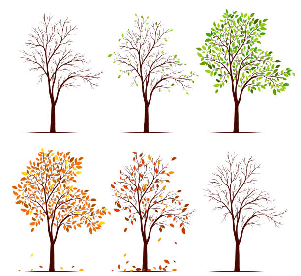 jahreszeiten des baumvektors - trees in fall stock-grafiken, -clipart, -cartoons und -symbole