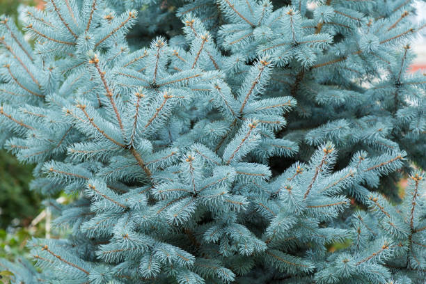 istock The coniferous branches of the blue spruce. 642588382