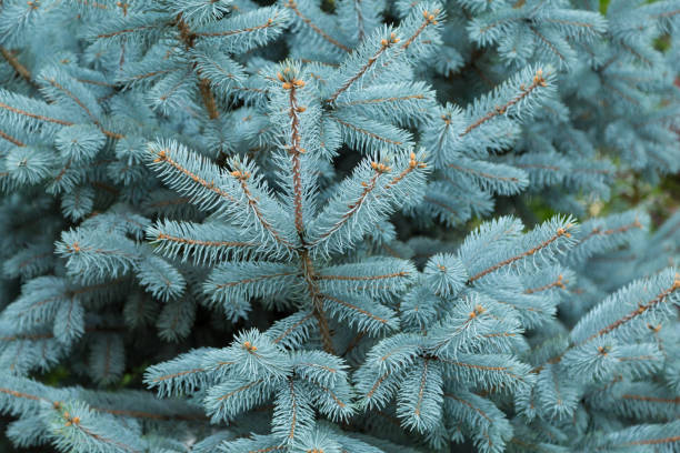 istock The coniferous branches of the blue spruce. 642588388