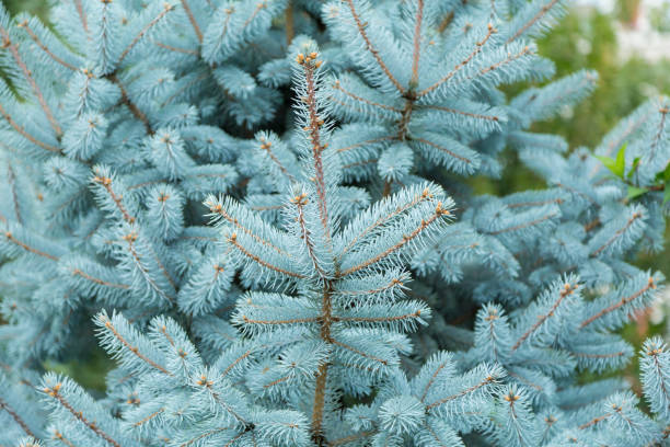 istock The coniferous branches of the blue spruce. 642588390