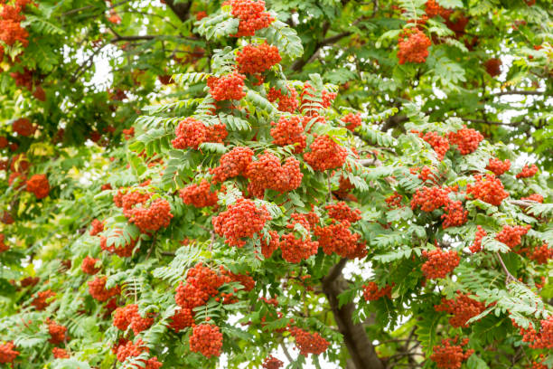 istock Ripe bunches of Rowan tree 642588442