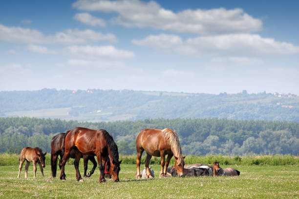 istock herd of horses on pasture spring season 642591882