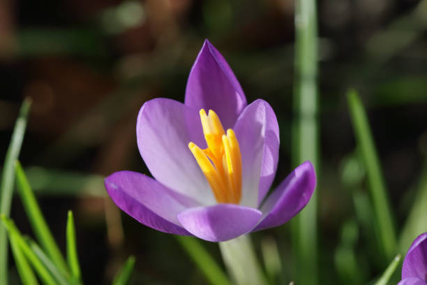 First purple crocus of spring 2017 Purple crocus flowers Crocus tommasinianus are one of the earliest heralds of spring, often to be seen peeping from beneath blankets of snow. They belong to the same family as another flower that is often purple, the iris. Open flower in close up. crocus tommasinianus stock pictures, royalty-free photos & images