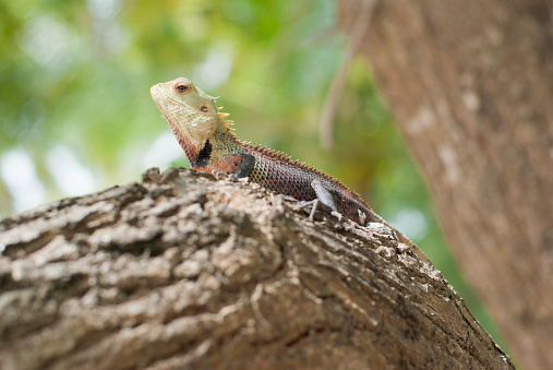 Tropical Lizard Stock Photo - Download Image Now - Animal, Animal Body  Part, Animal Skin - iStock